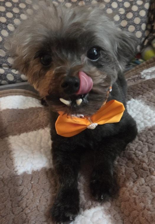 Enlarge Rocky, a Adoptable mixed breed in League City, TX image 1/6