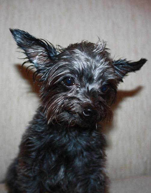 Rocky, Adoptable, Adult Male Yorkshire Terrier & Chihuahua.