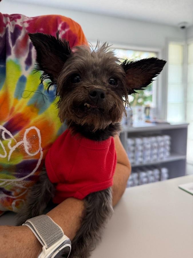 Enlarge Rocky, a Adoptable mixed breed in League City, TX image 4/5