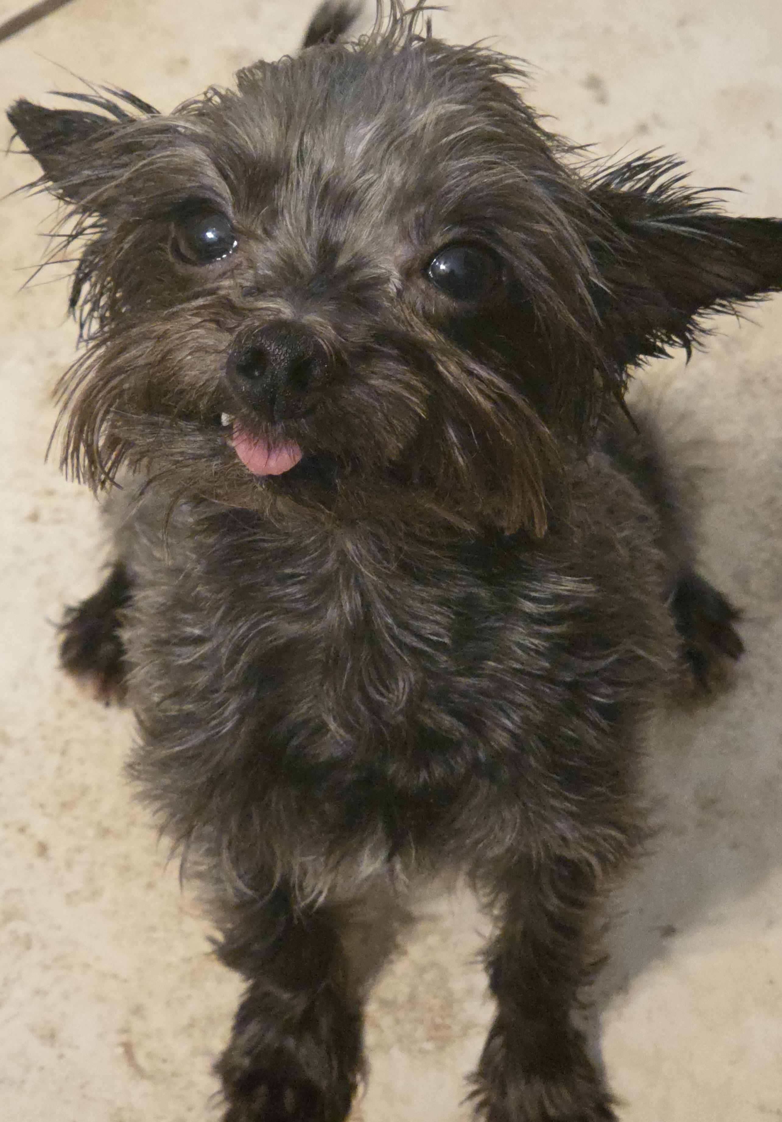 Enlarge Rocky, a Adoptable mixed breed in League City, TX image 5/5