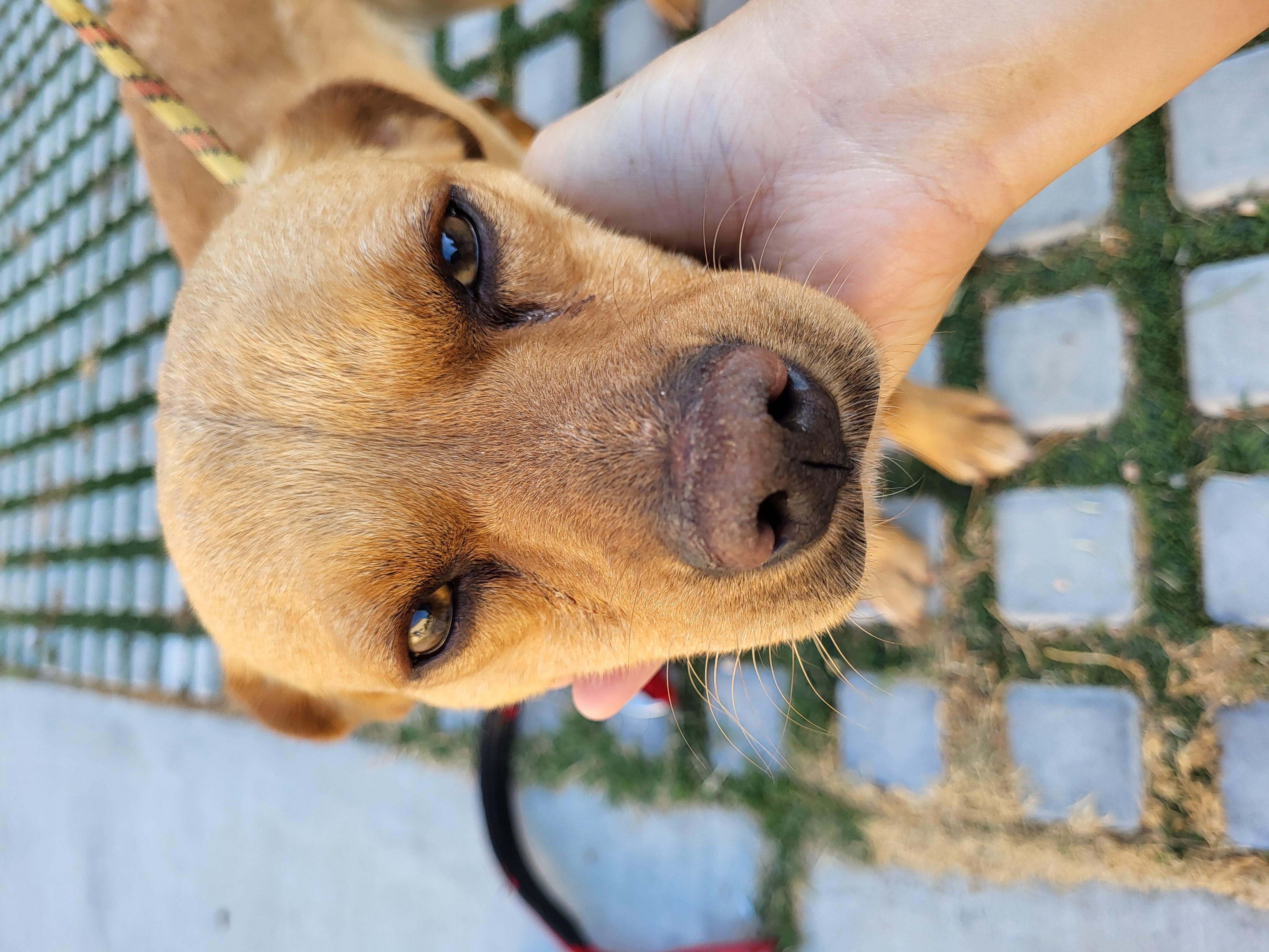 Peanut and Benny Hill!!, an adoptable Chiweenie in Manhattan Beach, CA, 90267 | Photo Image 6