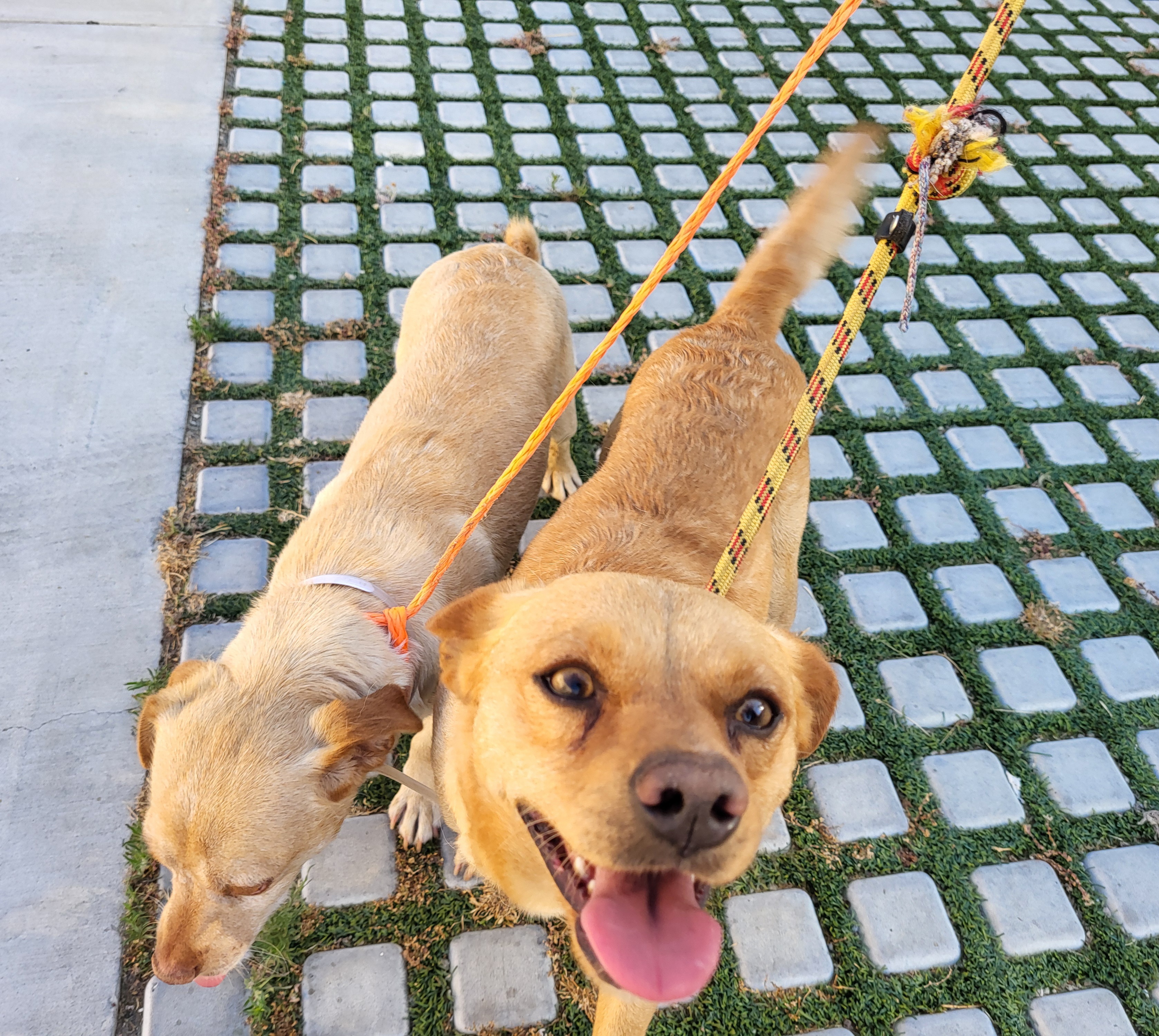 Peanut and Benny Hill!!, Young Male Chiweenie