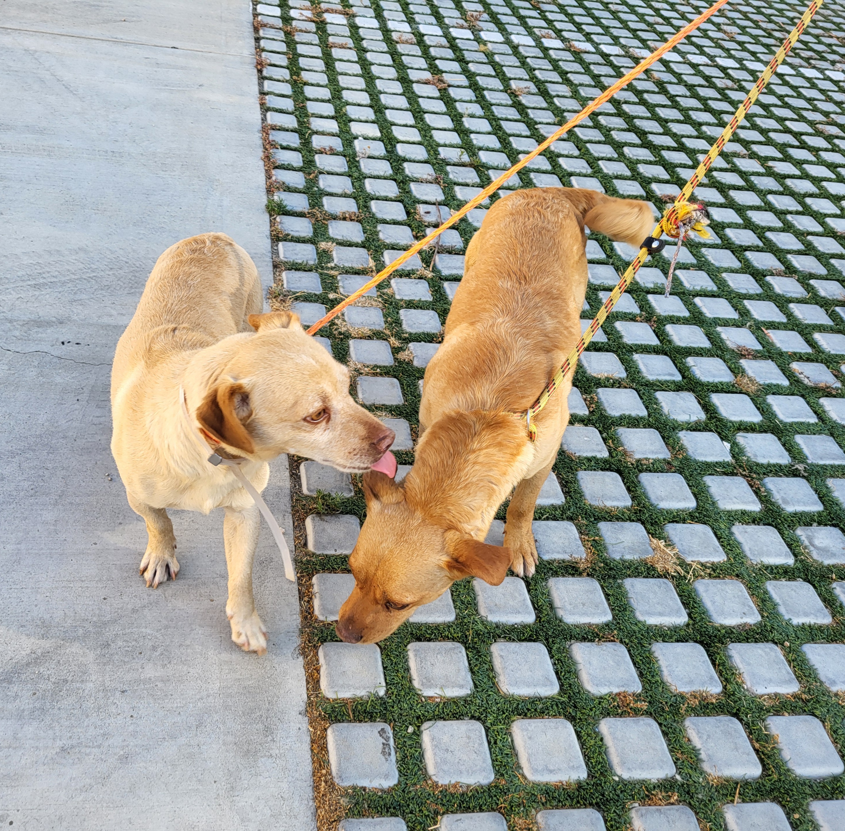 Peanut and Benny Hill!! photo 2