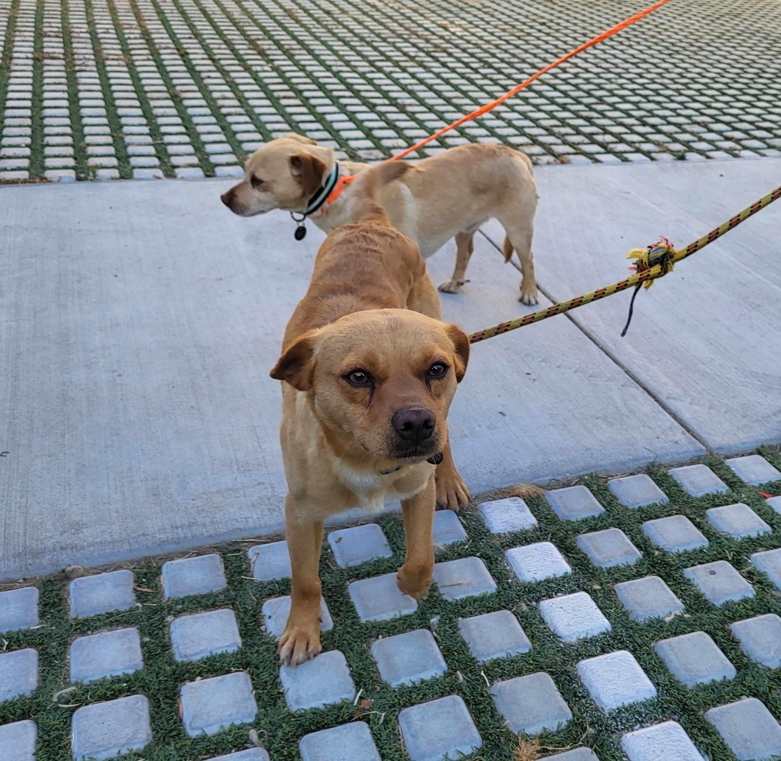 Peanut and Benny Hill!!, an adoptable Chiweenie in Manhattan Beach, CA, 90267 | Photo Image 3