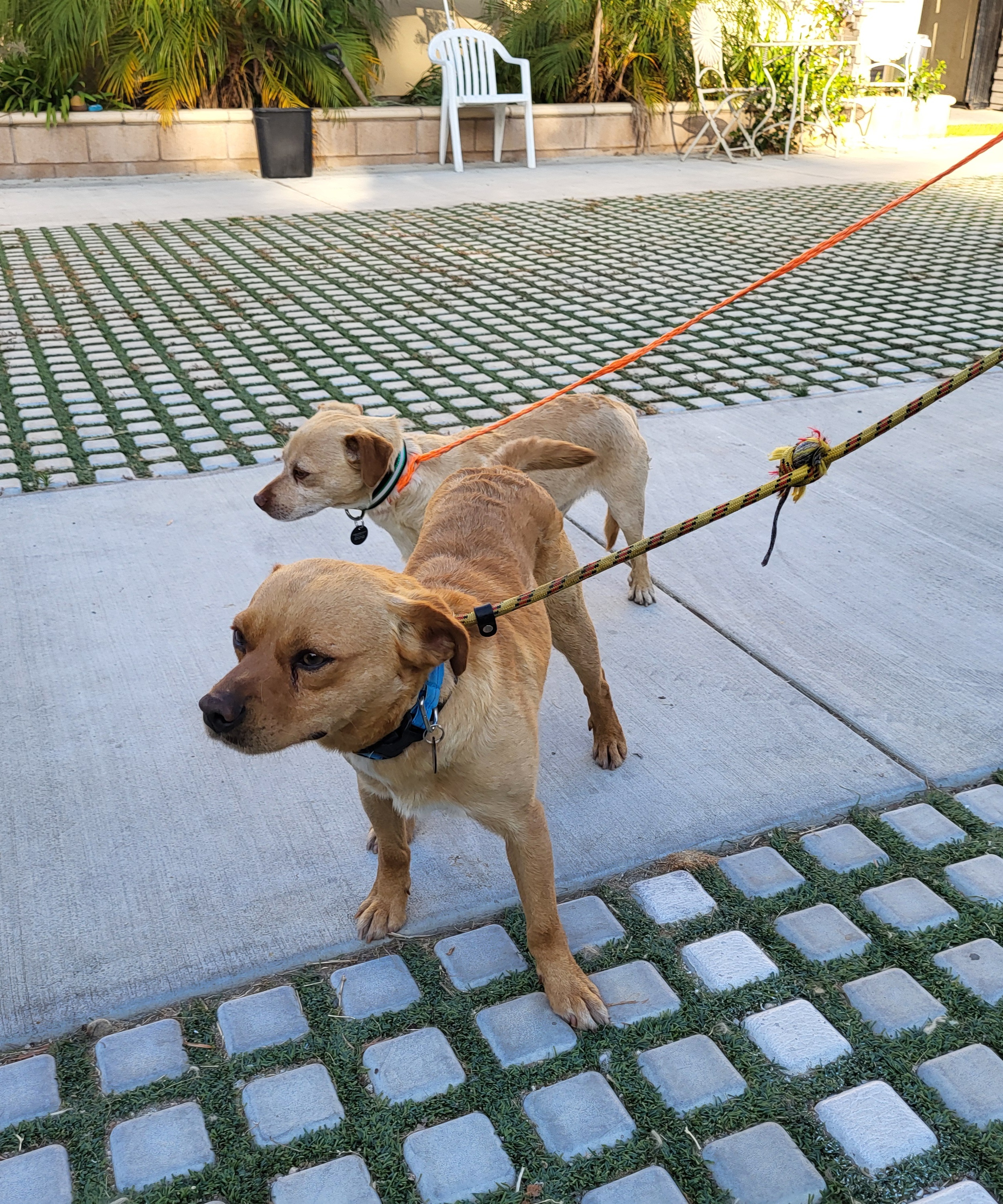 Peanut and Benny Hill!! photo 4