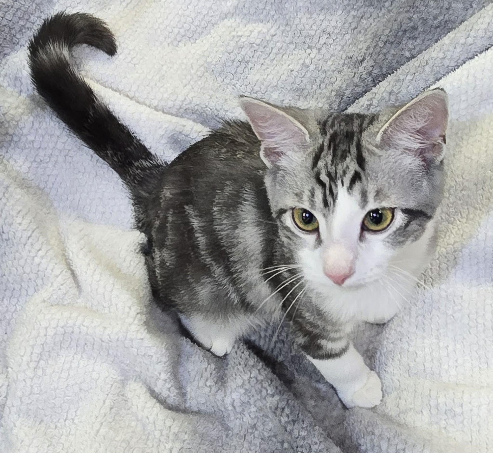 Enlarge Bow, a Adopted Domestic Short Hair in Saint Charles, MO image 3/3