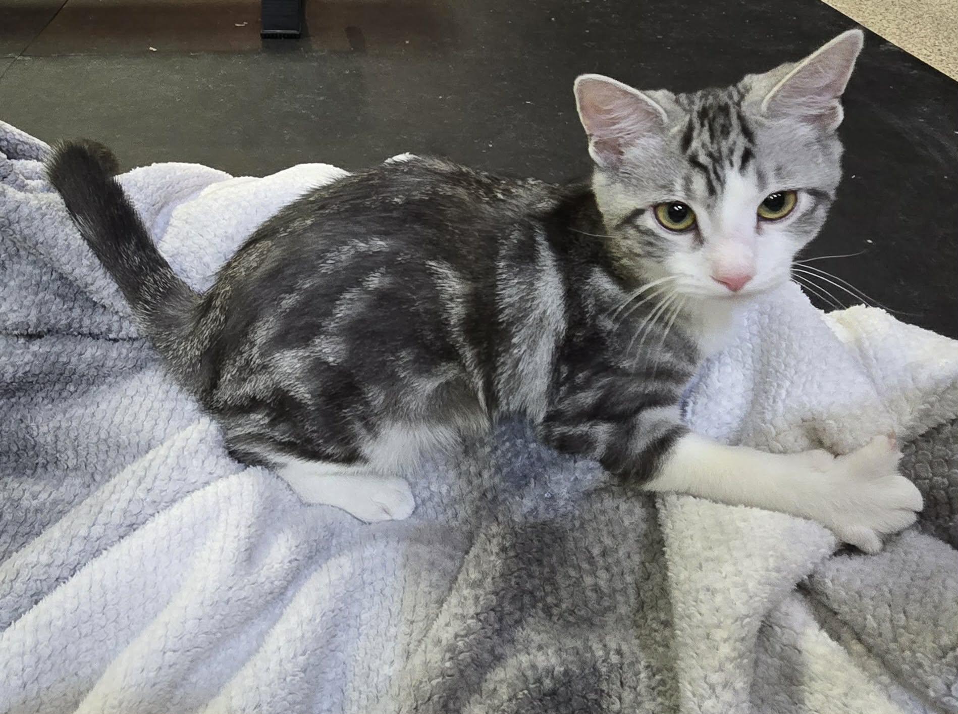 Enlarge Bow, a Adopted Domestic Short Hair in Saint Charles, MO image 1/3