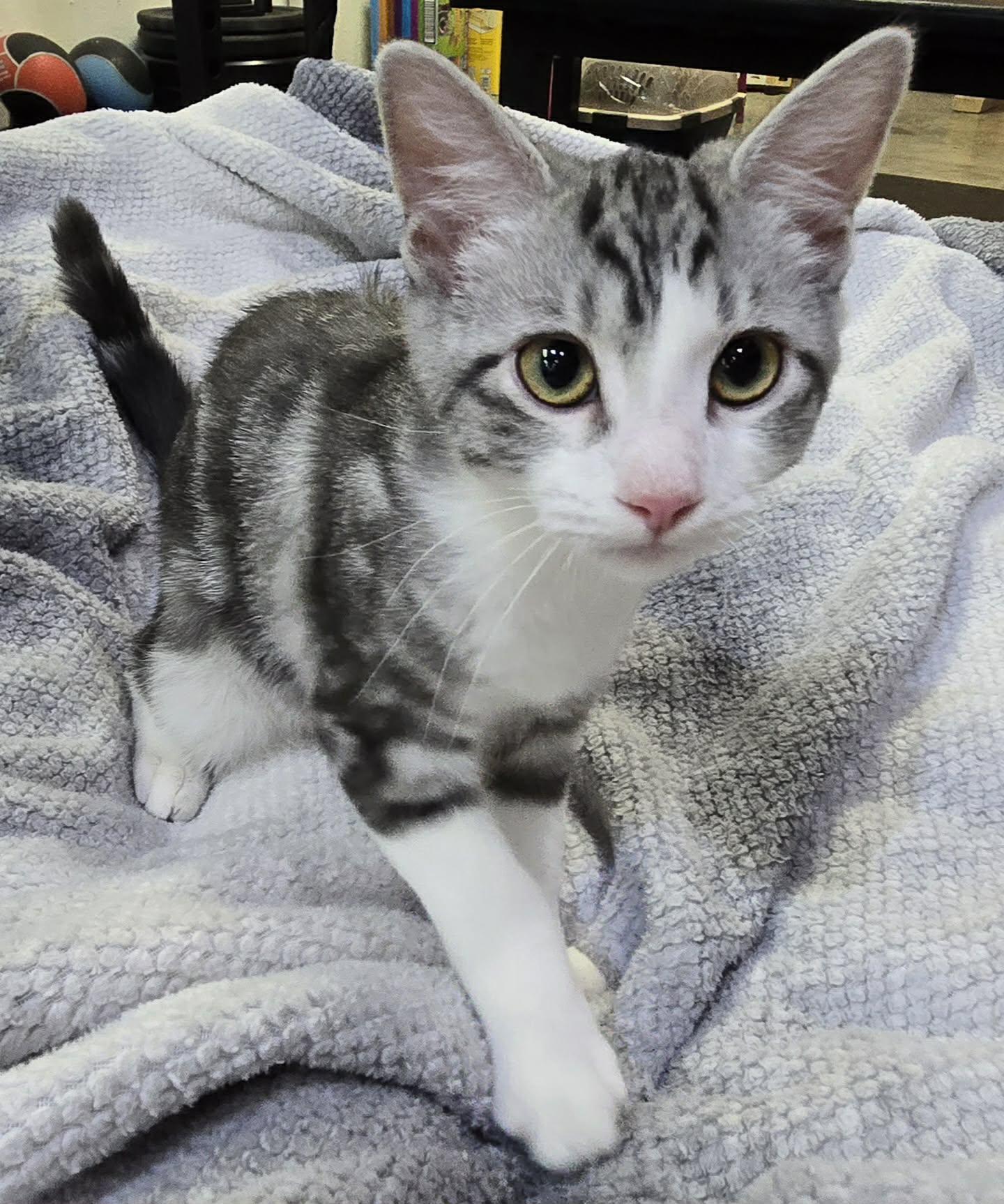 Enlarge Bow, a Adopted Domestic Short Hair in Saint Charles, MO image 2/3
