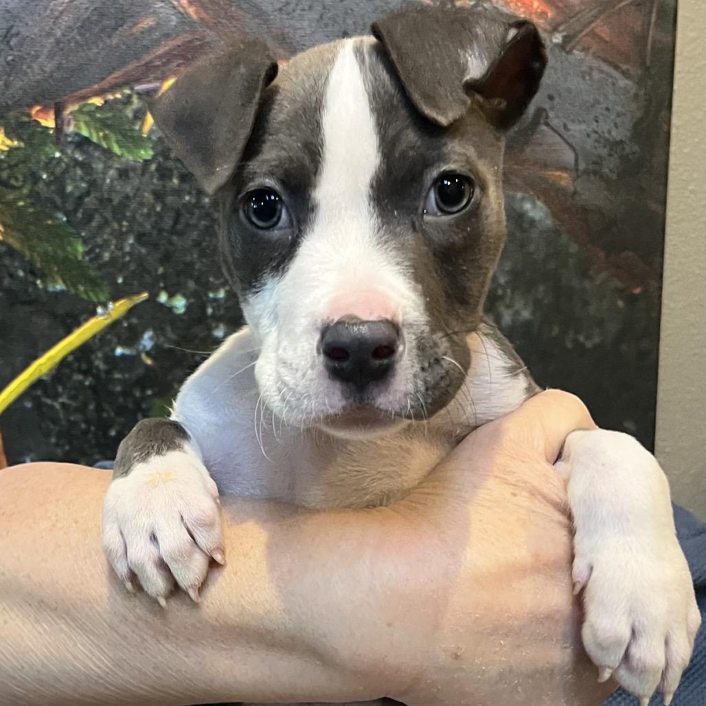 Enlarge Rue, a Adoptable Pit Bull Terrier in Cashmere, WA image 1/3