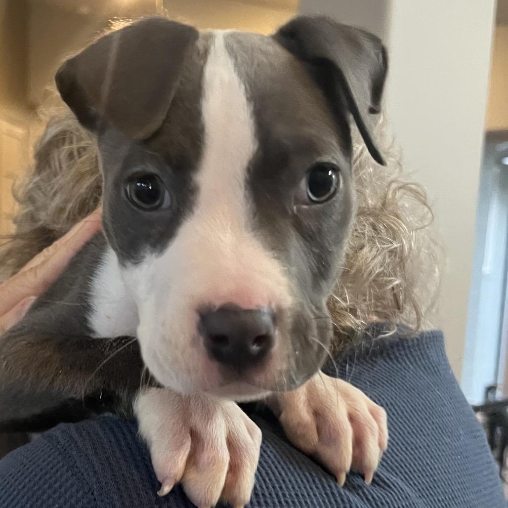 Enlarge Rue, a Adoptable Pit Bull Terrier in Cashmere, WA image 2/3