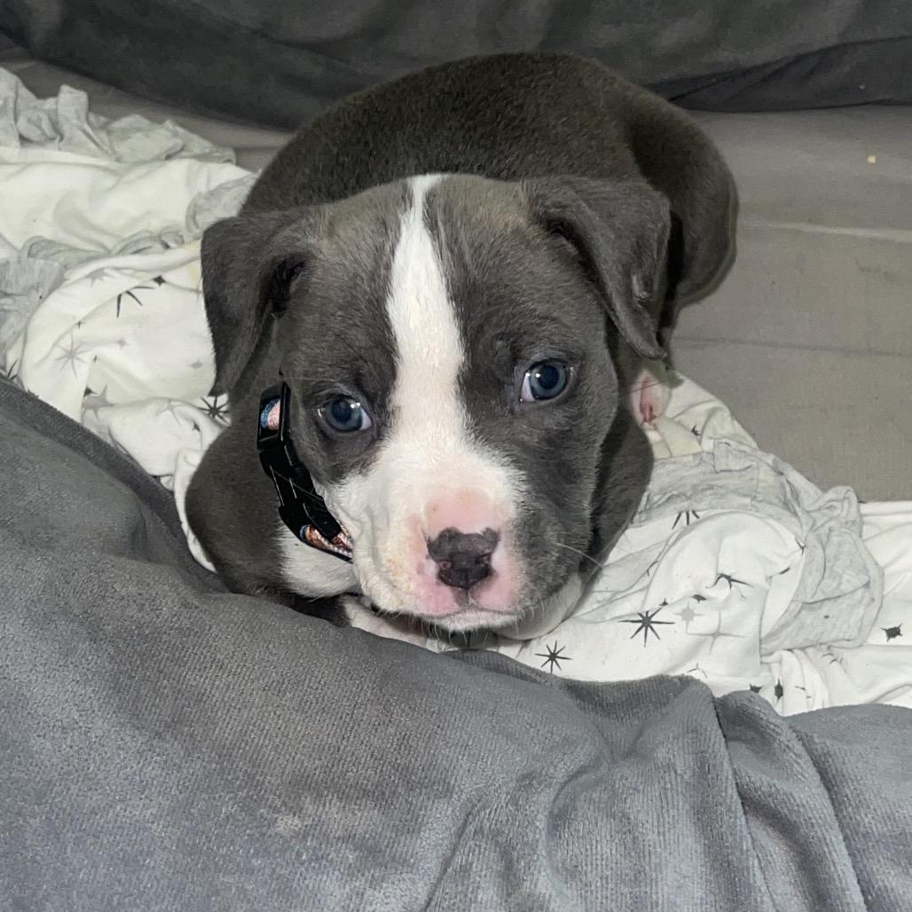 Enlarge Rue, a Adoptable Pit Bull Terrier in Cashmere, WA image 3/3