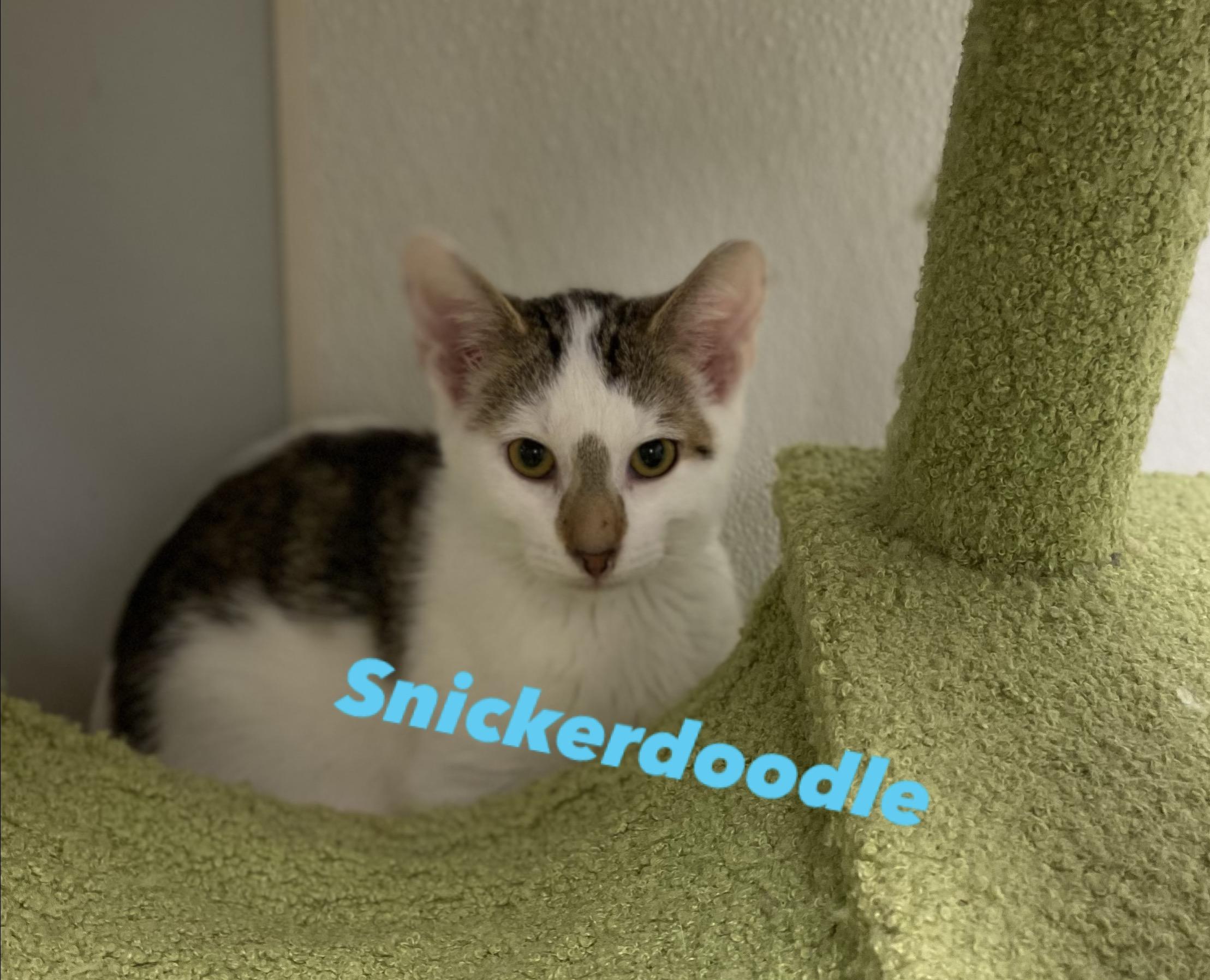 Snickerdoodle