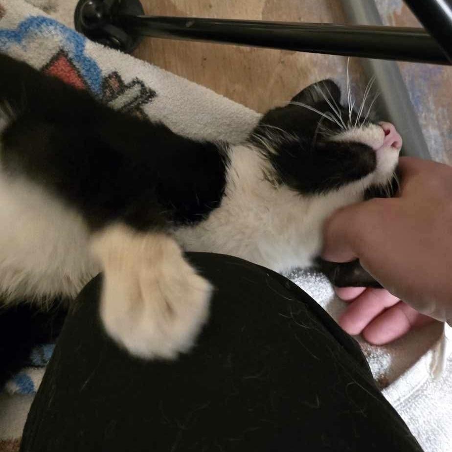 Enlarge Marvin, a Adoptable Domestic Short Hair in Chicago, IL image 1/6