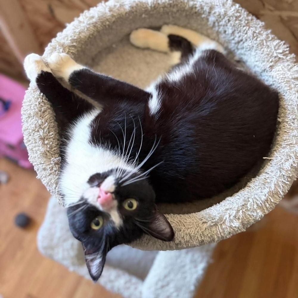 Enlarge Marvin, a Adoptable Domestic Short Hair in Chicago, IL image 2/6