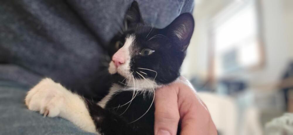 Enlarge Marvin, a Adoptable Domestic Short Hair in Chicago, IL image 1/6