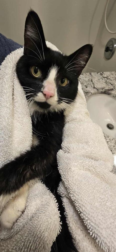 Enlarge Marvin, a Adoptable Domestic Short Hair in Chicago, IL image 2/6