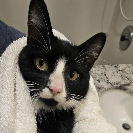 Enlarge Marvin, a Adoptable Domestic Short Hair in Chicago, IL image 5/6