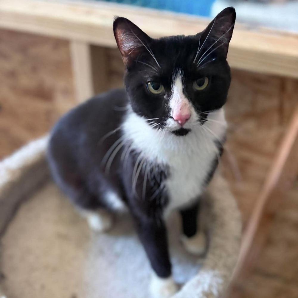 Enlarge Marvin, a Adoptable Domestic Short Hair in Chicago, IL image 6/6
