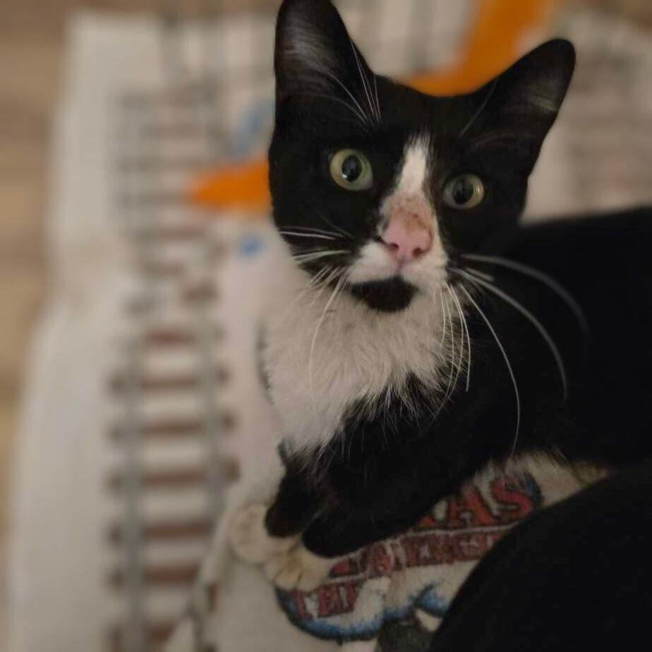 Enlarge Marvin, a Adoptable Domestic Short Hair in Chicago, IL image 6/6