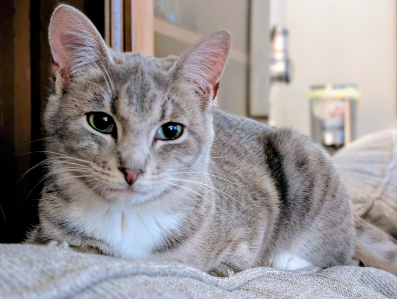 Jack (Tiff-fostered in New England), a Adoptable Tabby in Brooklyn, CT image 5/5