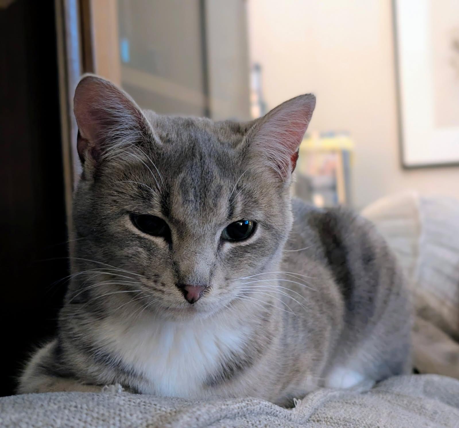 Jack (Tiff-fostered in New England), a Adoptable Tabby in Brooklyn, CT image 4/5