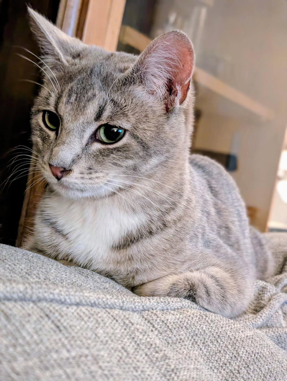 Jack (Tiff-fostered in New England), a Adoptable Tabby in Brooklyn, CT image 2/5