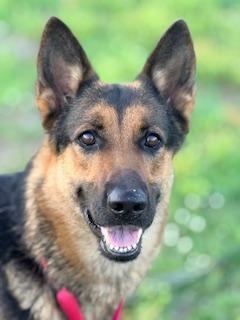 Shelby, adoptable, Adult Female German Shepherd Dog.