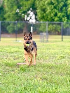 Enlarge Shelby, an adoptable German Shepherd Dog in Winter Haven, FL image 3/5