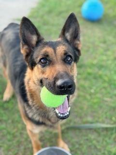 Enlarge Shelby, an adoptable German Shepherd Dog in Winter Haven, FL image 2/5