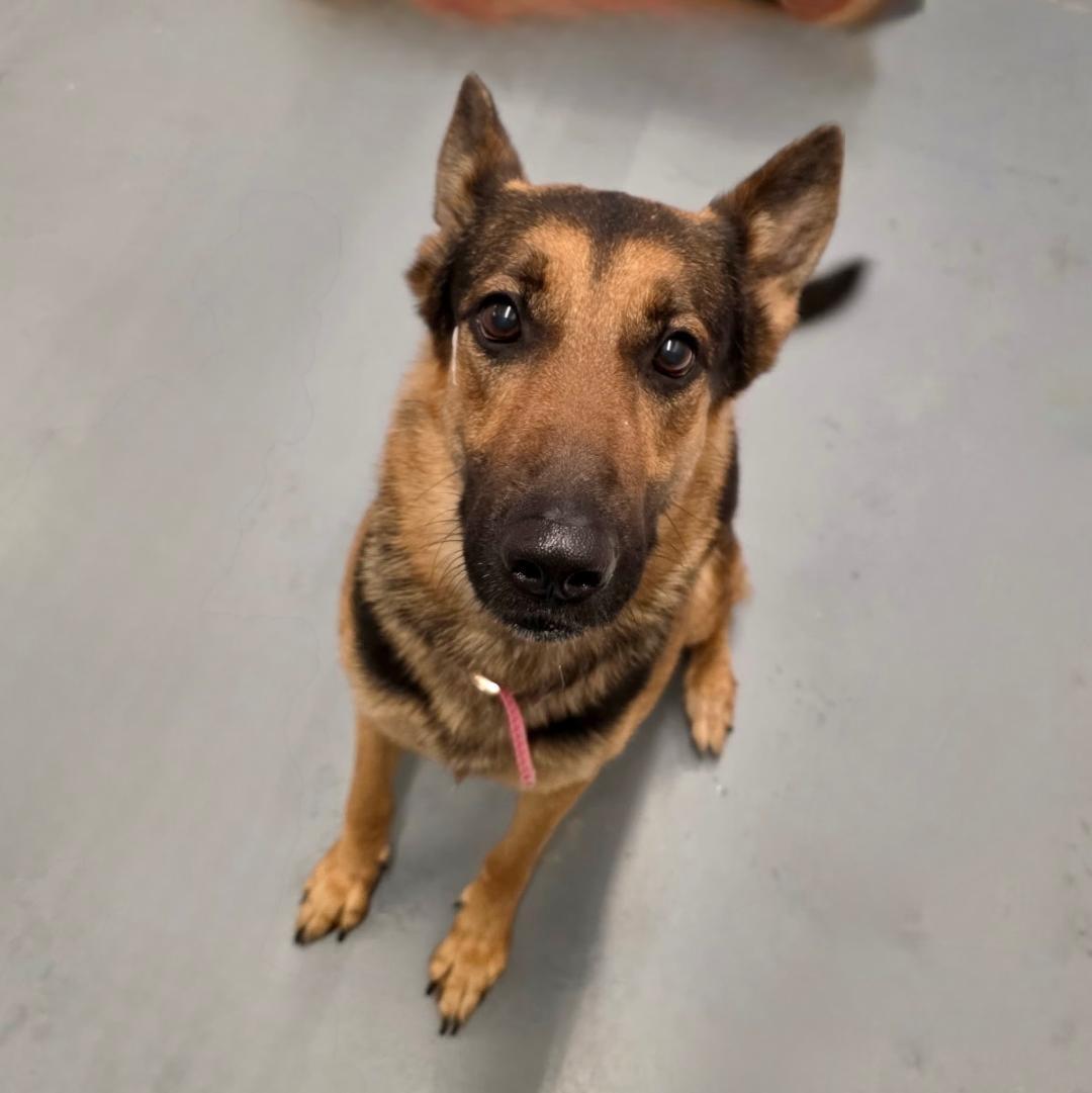 Enlarge Shelby, an adoptable German Shepherd Dog in Winter Haven, FL image 5/5