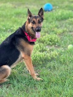 Enlarge Shelby, an adoptable German Shepherd Dog in Winter Haven, FL image 4/5