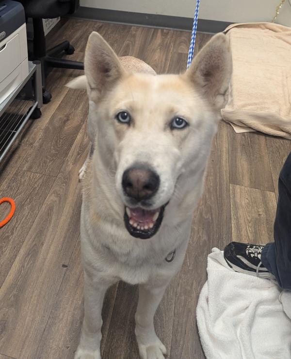 Diamond, Adoptable, Adult Female Siberian Husky.