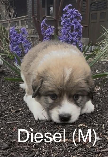 Enlarge Diesel (Truck Litter), a Adoptable Australian Shepherd in New Albany, OH image 1/1