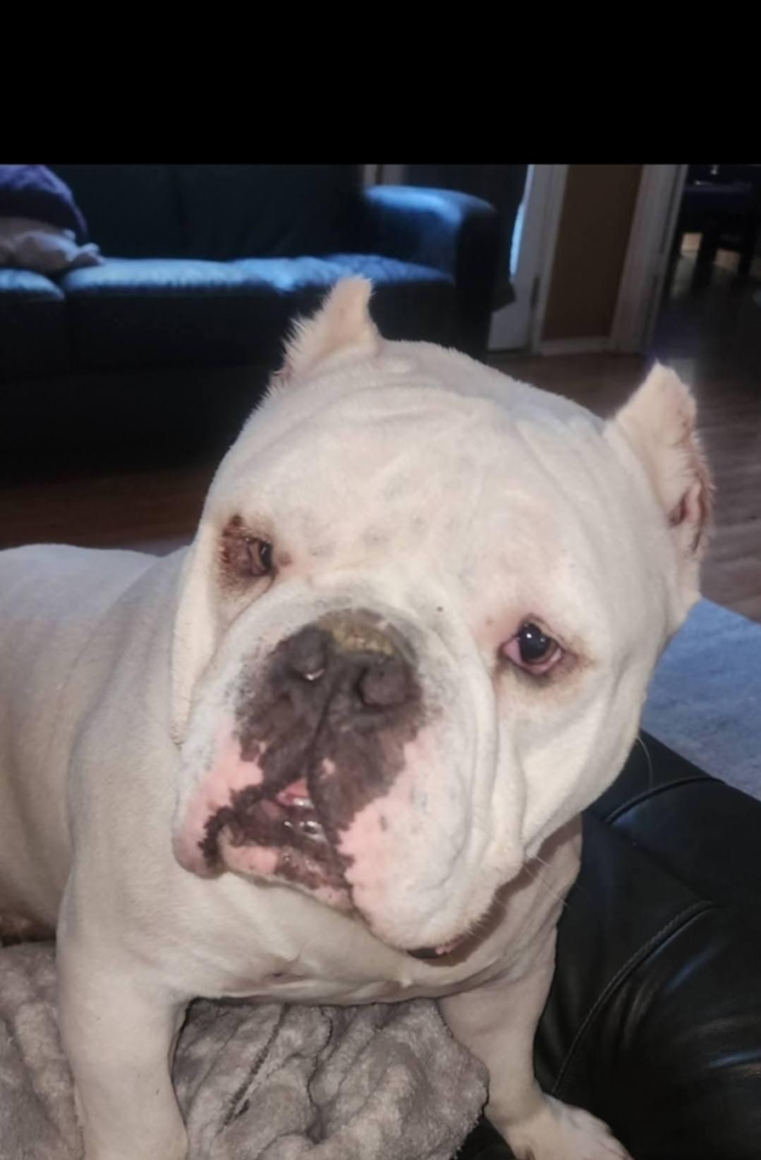 Enlarge Ghost (Courtesty Post), a Adoptable English Bulldog in Bowie, TX image 4/4
