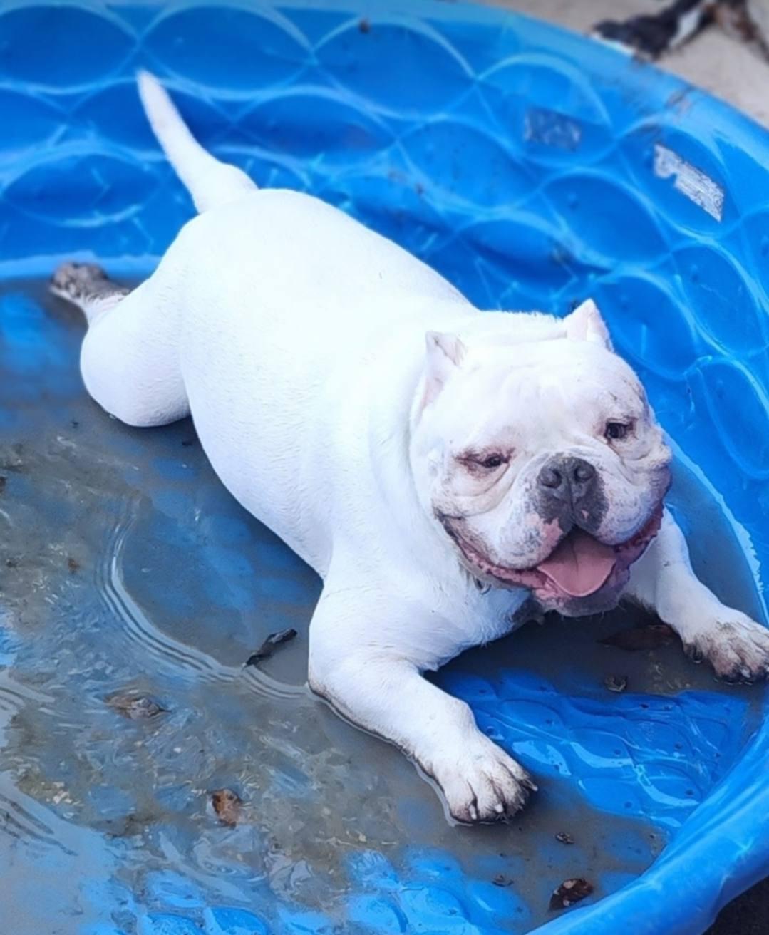 Enlarge Ghost (Courtesty Post), a Adoptable English Bulldog in Bowie, TX image 1/4