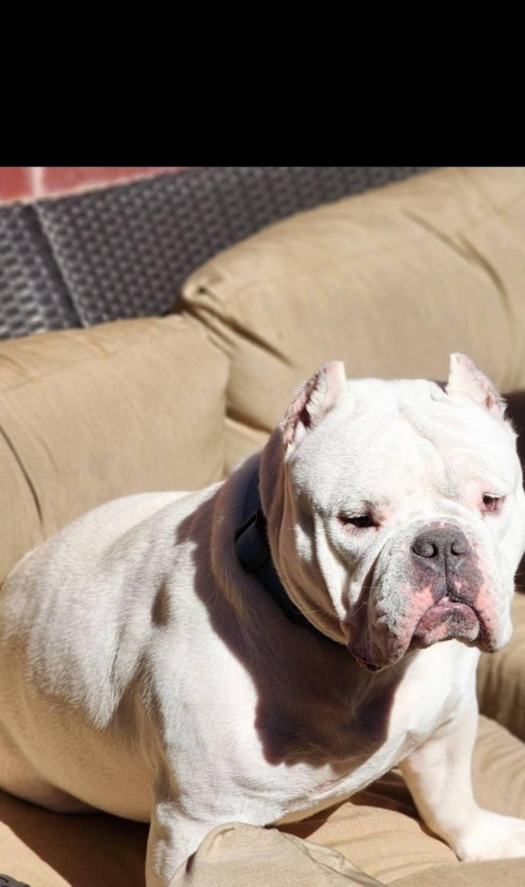 Enlarge Ghost (Courtesty Post), a Adoptable English Bulldog in Bowie, TX image 2/4