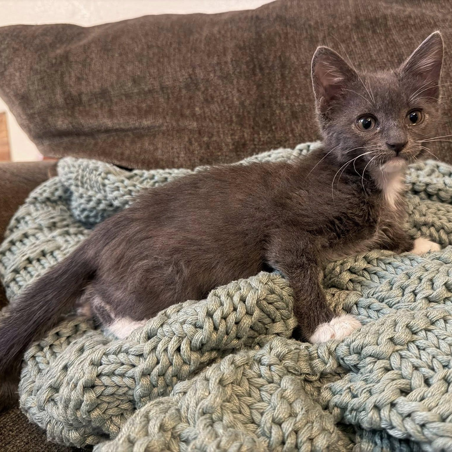 Glacier, a ADOPTABLE Domestic Short Hair in Queen Creek, AZ image 5/6