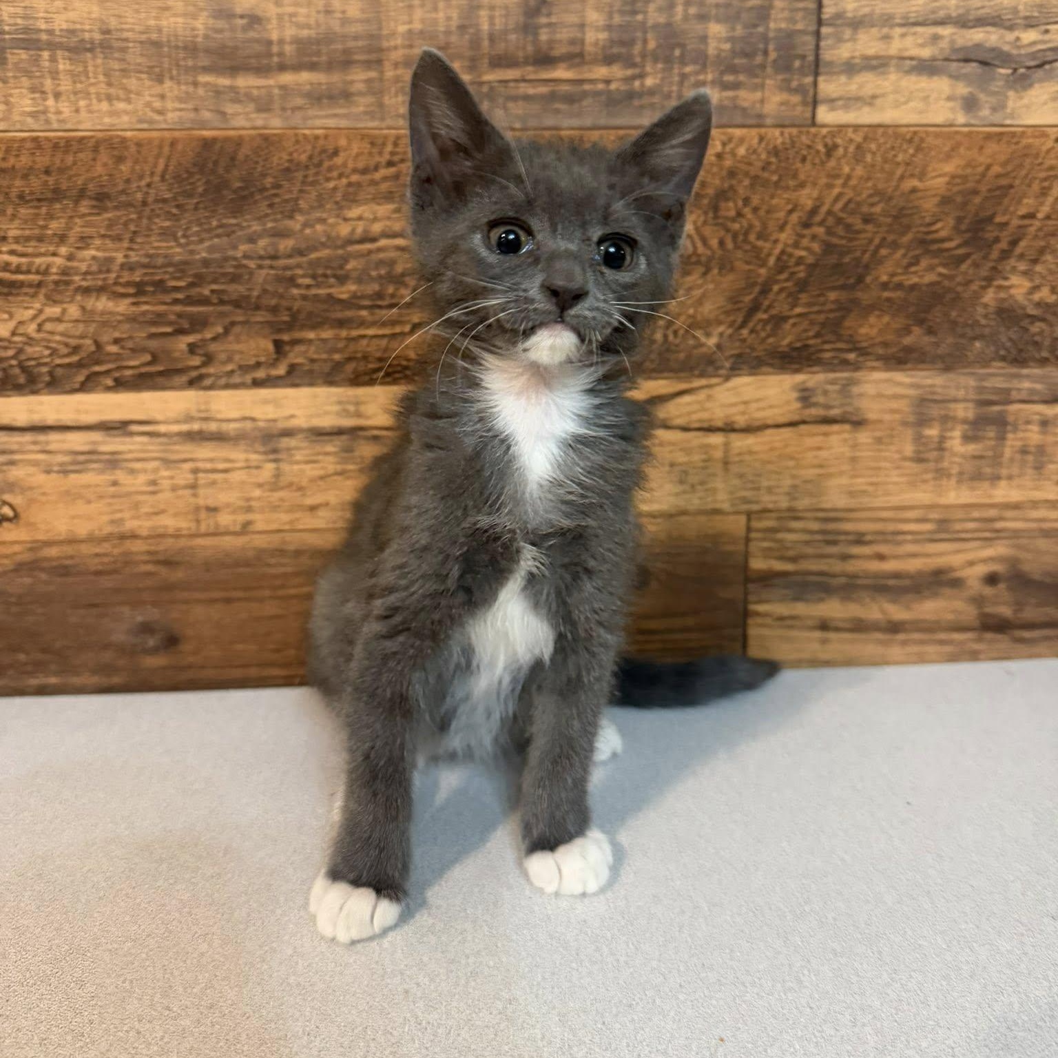 Glacier, ADOPTABLE, Kitten Female Domestic Short Hair.