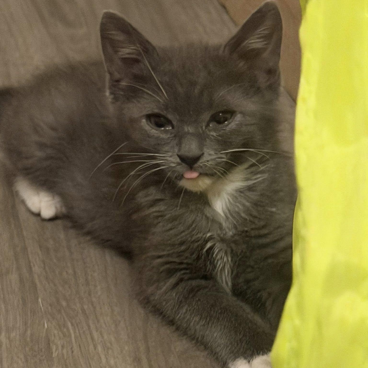 Glacier, a ADOPTABLE Domestic Short Hair in Queen Creek, AZ image 3/6