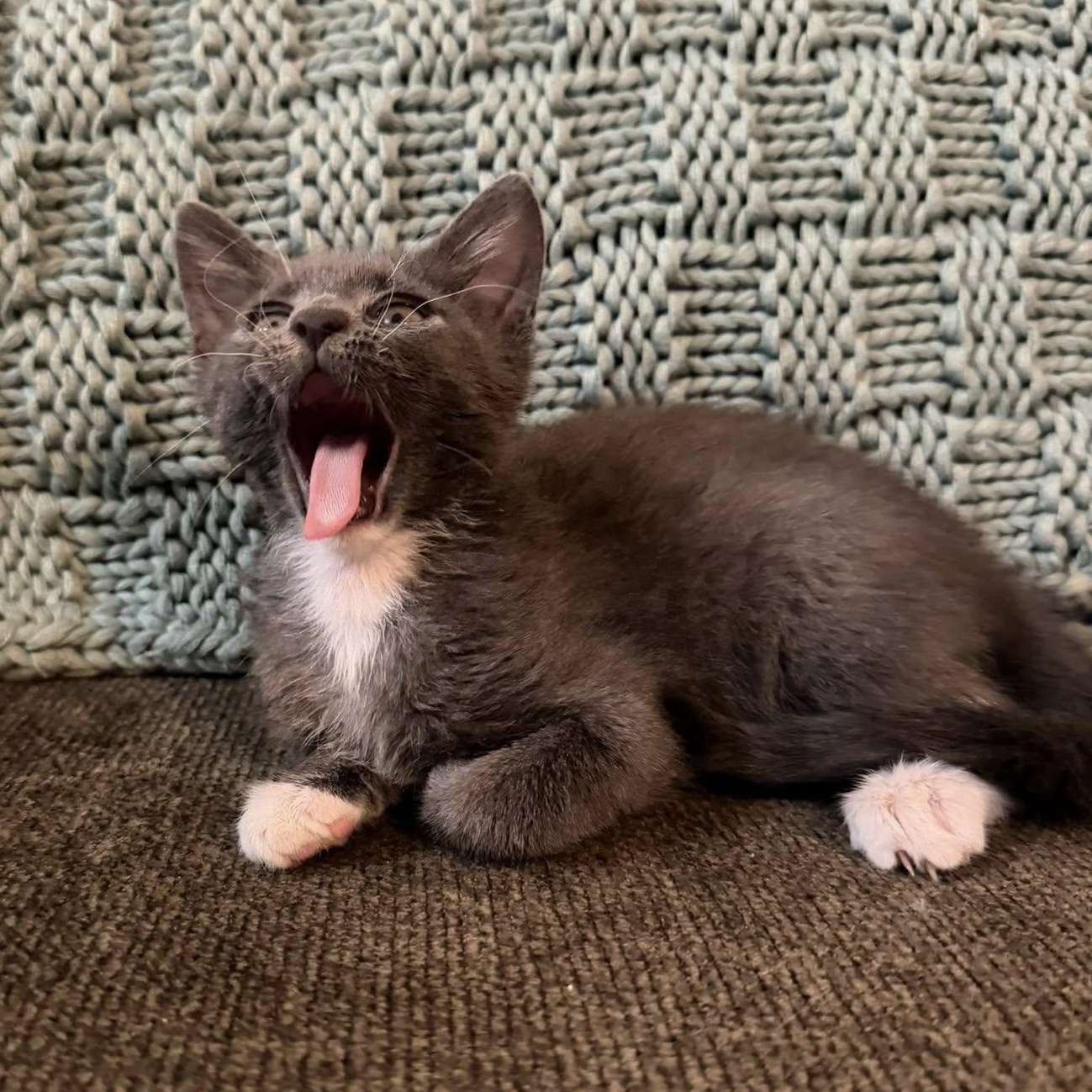 Glacier, a ADOPTABLE Domestic Short Hair in Queen Creek, AZ image 2/6