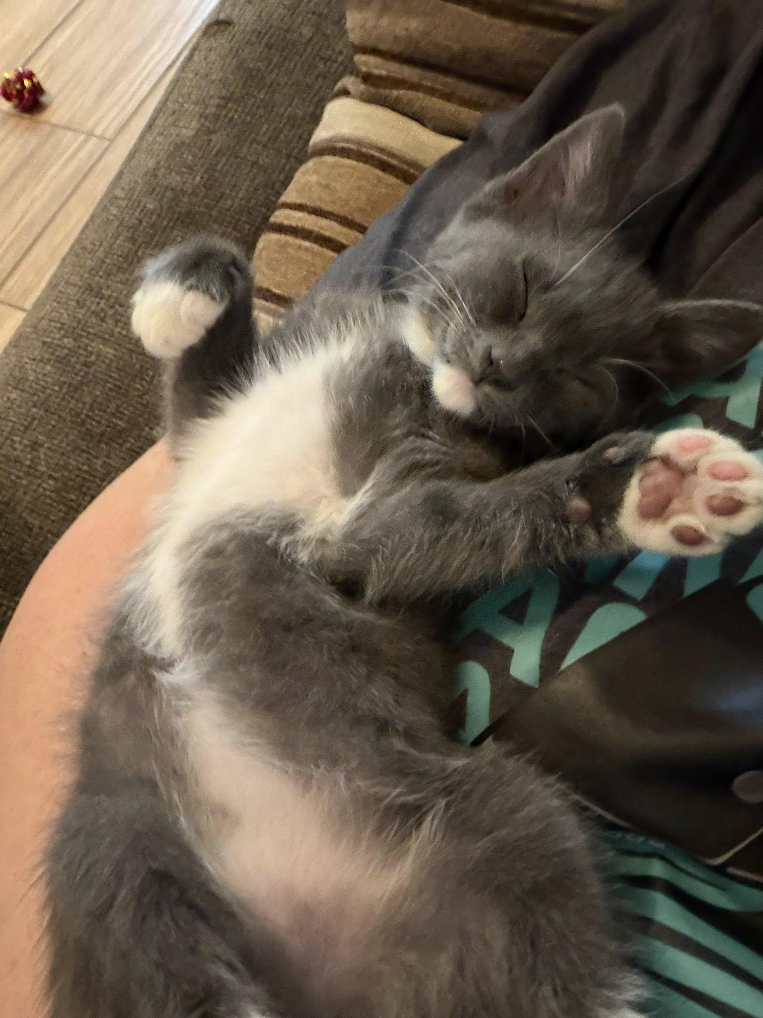 Glacier, a ADOPTABLE Domestic Short Hair in Queen Creek, AZ image 6/6