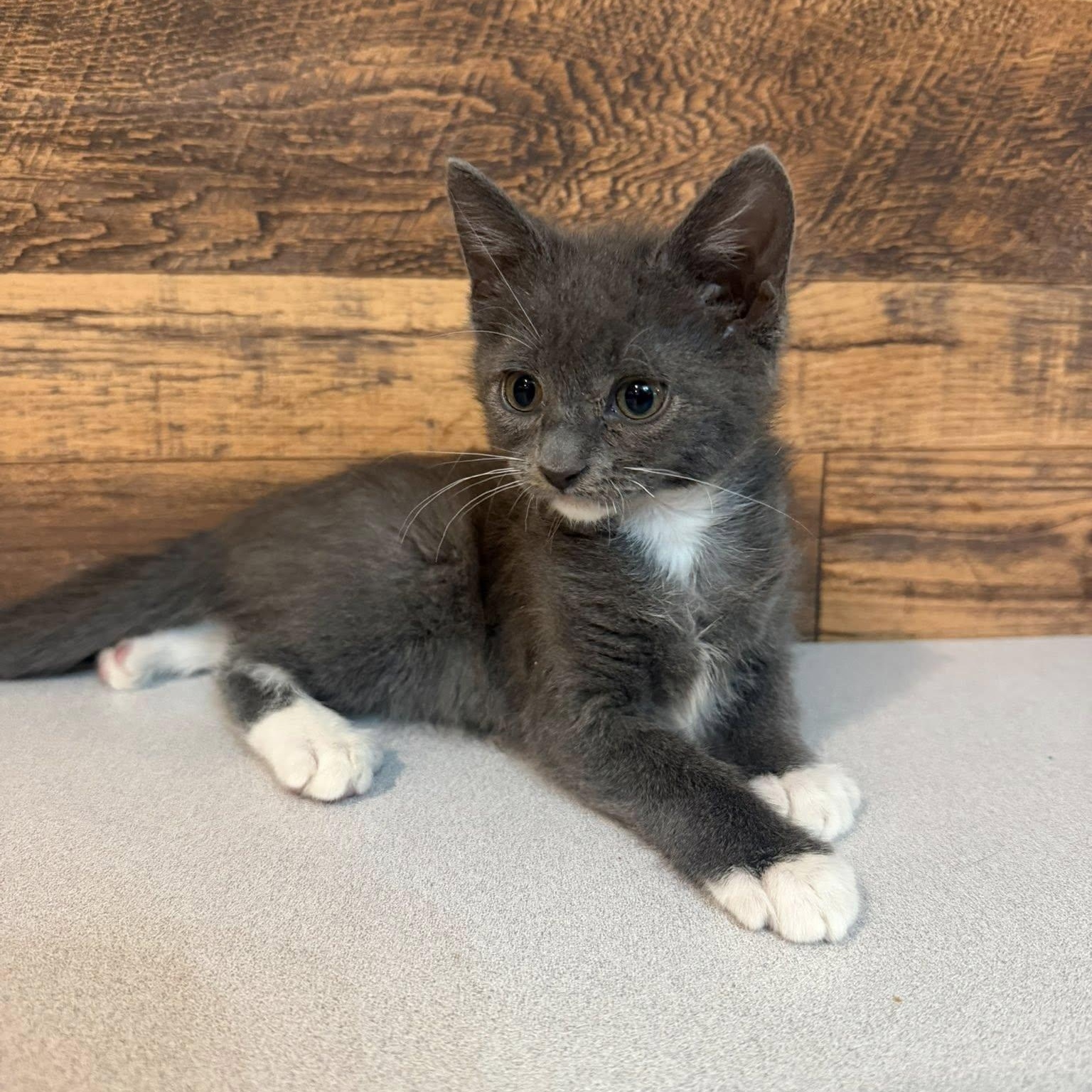 Glacier, a ADOPTABLE Domestic Short Hair in Queen Creek, AZ image 4/6