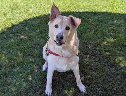 Enlarge CODY, a Adoptable mixed breed in San Clemente, CA image 1/2