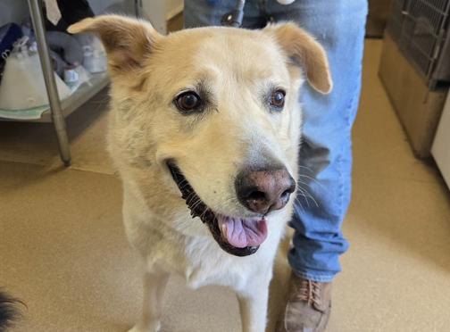 Enlarge CODY, a Adoptable mixed breed in San Clemente, CA image 2/2