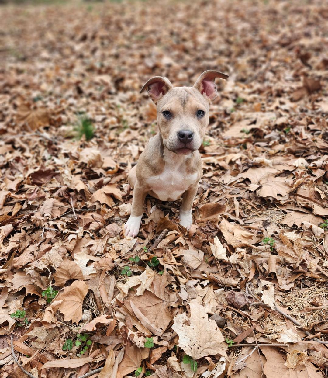 Cream, a Adopted American Staffordshire Terrier in Holly Springs, NC image 1/3