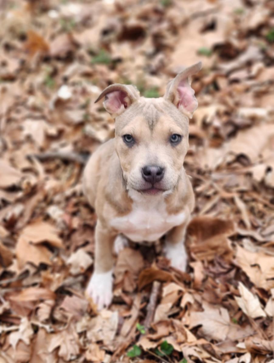 Cream, a Adopted American Staffordshire Terrier in Holly Springs, NC image 2/3