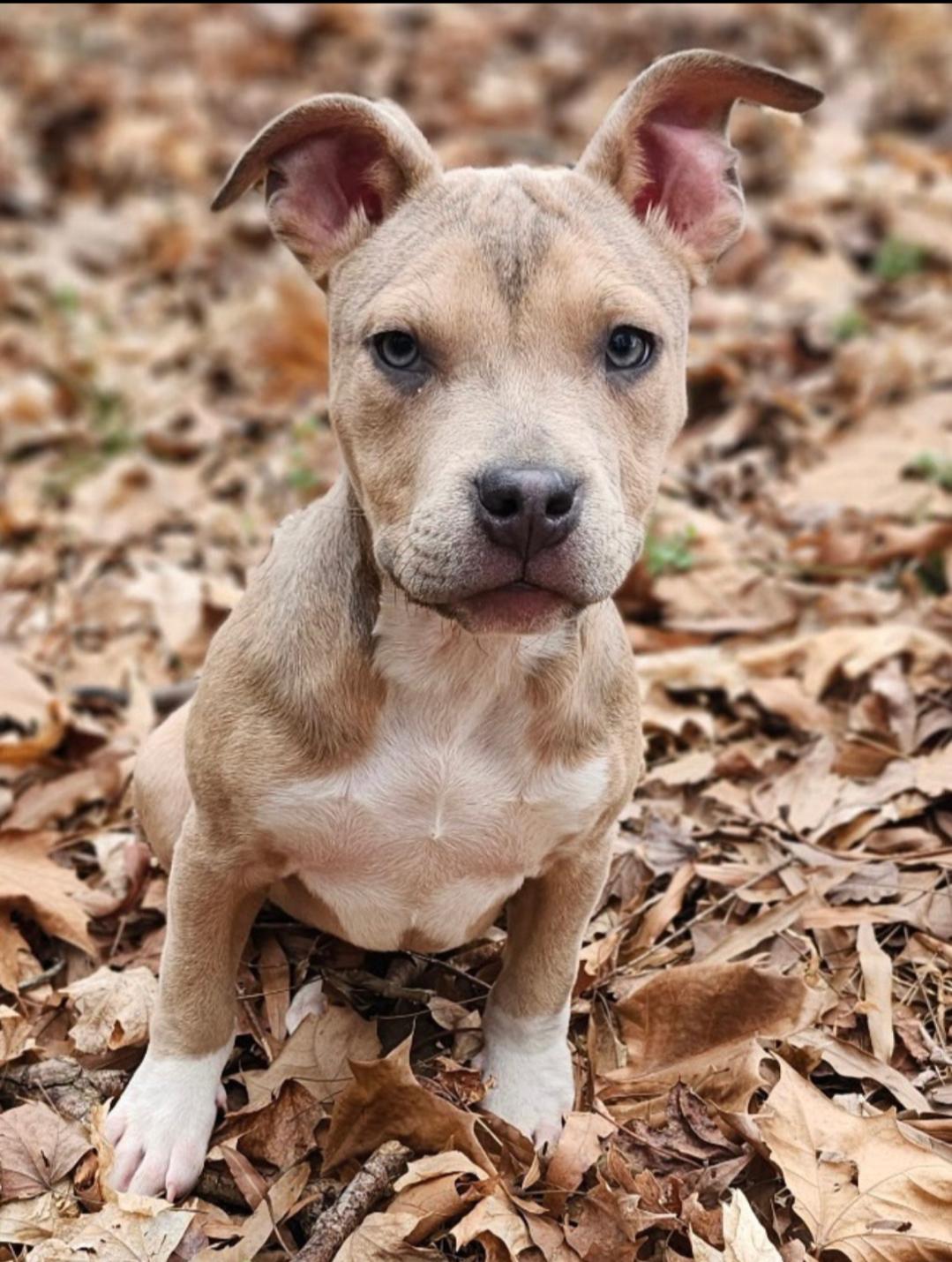 Cream, a Adopted American Staffordshire Terrier in Holly Springs, NC image 3/3