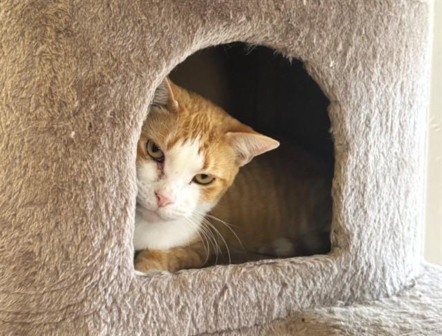 Enlarge LANA, a Adoptable Domestic Short Hair in Raleigh, NC image 1/1