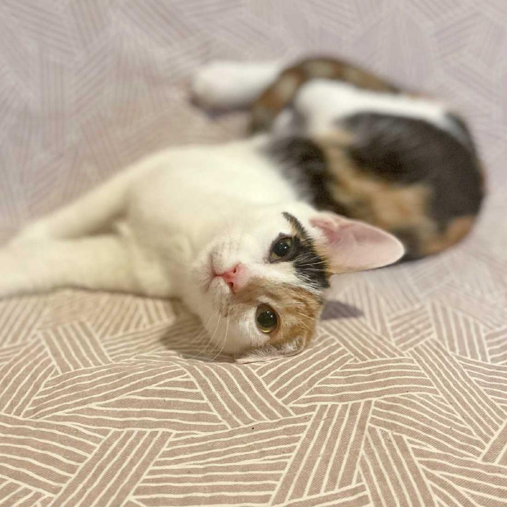 Enlarge Mezzelune, a Adoptable Domestic Short Hair in Los Angeles, CA image 5/5