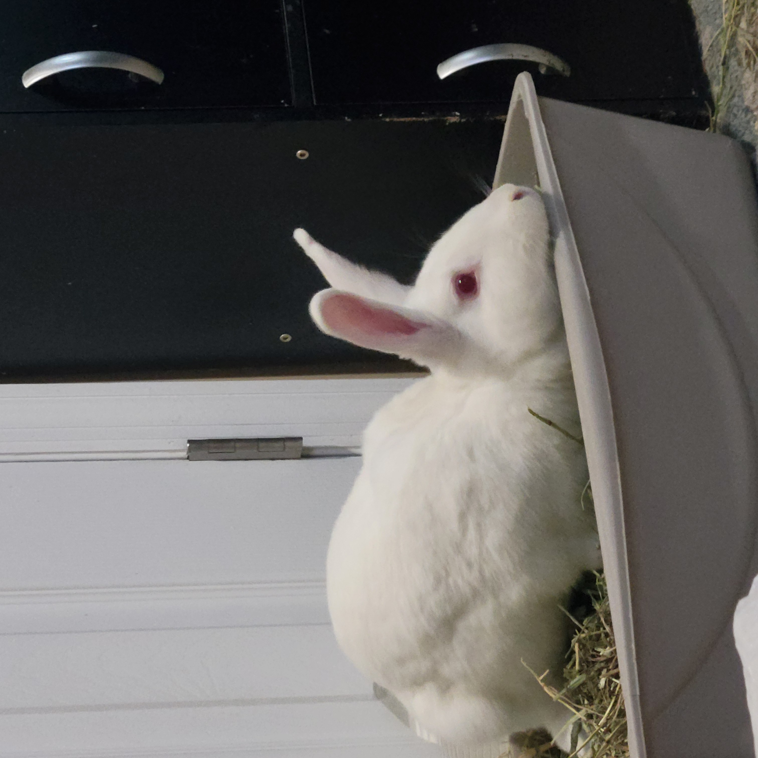 MEI MEI (ADULT SPAYED FEMALE) photo 2